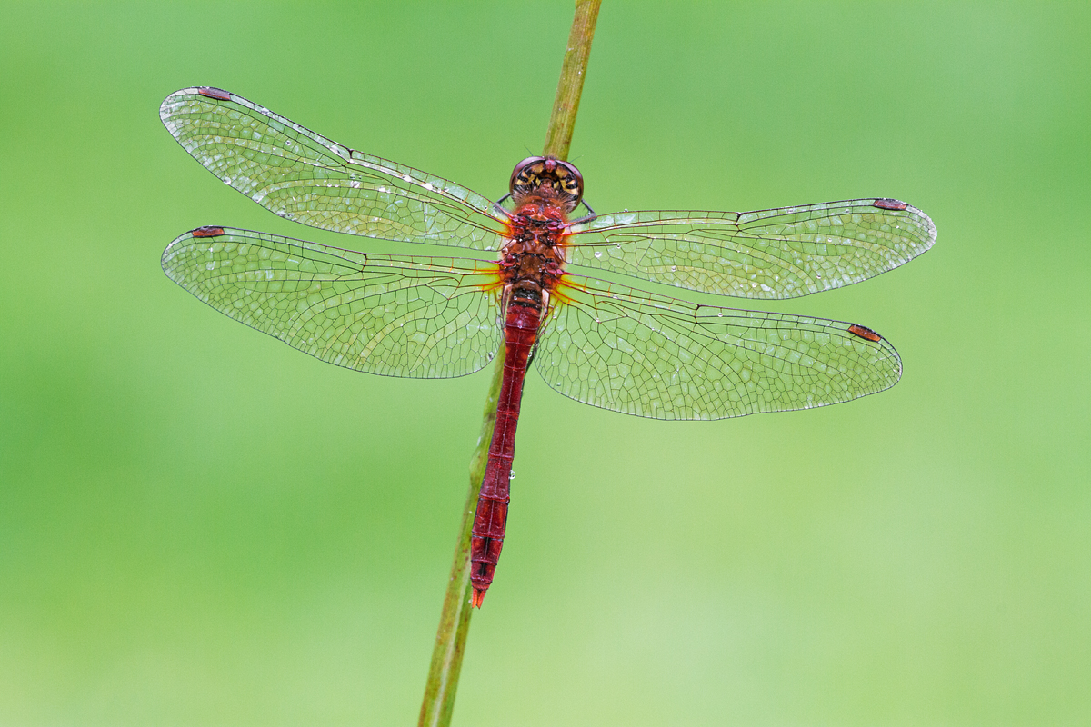 Ruddy Darter, male 1